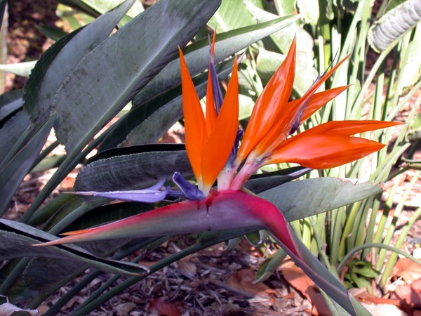 Bird of Paradise
